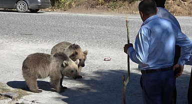 Ayılar kovaladı, vatandaşlar kaçtı