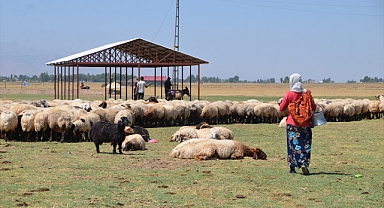 Berivanların süt sağım mesaisi sürüyor
