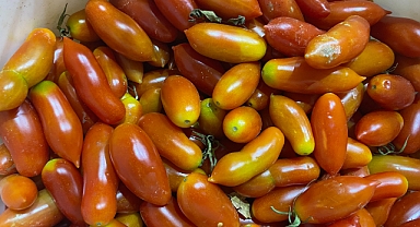 Biber görünümlü domatesler ilgi görüyor