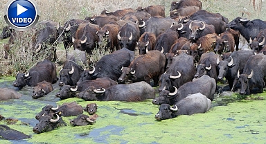 Burası Serengeti değil Erzurum Ovası