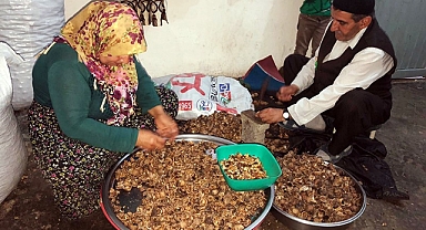 Ceviz kırarak aile bütçesine katkı!
