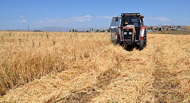 Çiftçiler bunaltıcı sıcakta arpa hasat ediyor