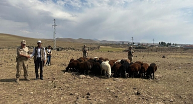 Erzurum'da hayvan hırsızları jandarmadan kaçamadı