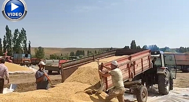Erzurum’da hububat hasadı sürüyor