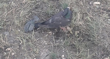Erzurum'da kuş avlayanlara ceza!