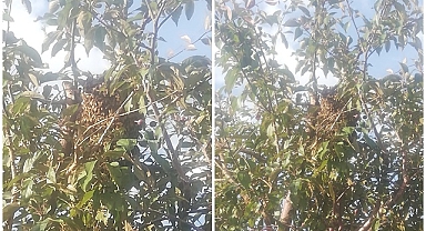 Erzurum'da mahalleyi arılar bastı!