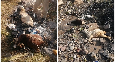Erzurum'da zifte bulanan hayvanlar telef oldu
