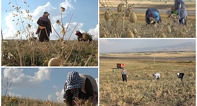 Güneşin altında aile ekonomisine katkı sağlıyorlar