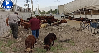 Havasızlıktan telef oldular