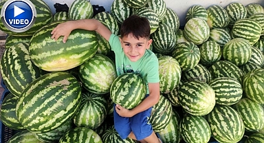 'Hıdıroz' karpuzu tezgahlarda
