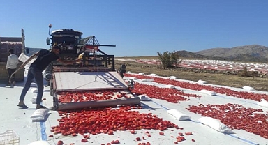 İlk defa ekildi...100'e yakın ülkeye ihraç ediliyor