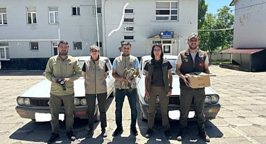 Kaçak avcılar cezaya doymuyor!