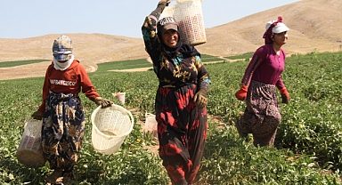 Kavurucu sıcakta ekmek mücadelesi