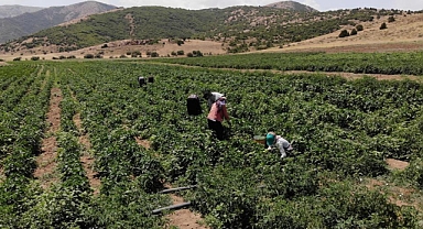Kavurucu sıcakta tarlada ekmek mücadelesi