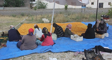 Kayısının kurutma yolcuğu başladı