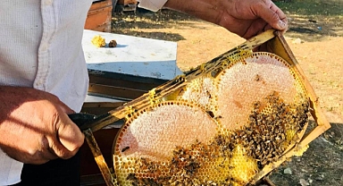 Merakla başladı şimdi, binlerce kilo üretiyor