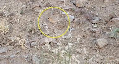 Nesli tehlike altındaydı, kameralara böyle yansıdı