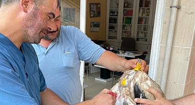 Önce tedavi edildi, sonra doğaya bırakıldı