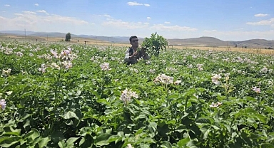 Patates üretiminde kontrol zamanı