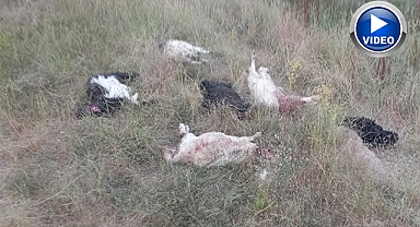 Sahipsiz köpekler koca sürüyü telef etti!