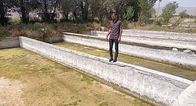 Su seviyesi azalınca binlerce can telef oldu!