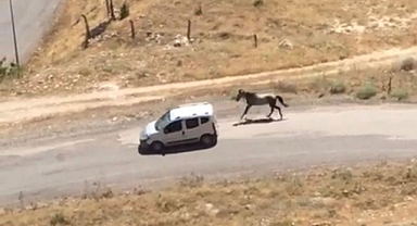 Tepki çeken görüntülere para cezası!