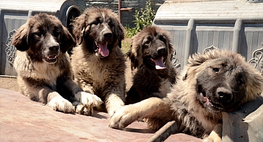 'Türk çoban köpeği'nin' ırkı korunuyor