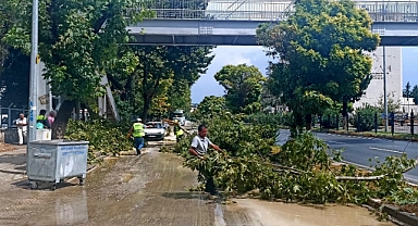 Yağmur ve rüzgar ağaçları yerinden söktü