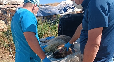 Yaralı çoban köpeği için harekete geçtiler