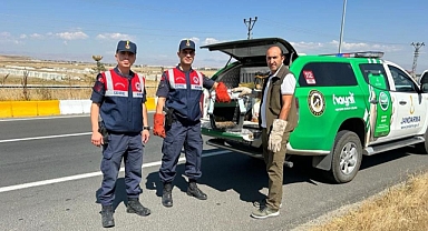 Yaralı halde bulundu! Şimdi tedavi altında...