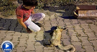 Yaralı tilkiye, çocukların şefkati