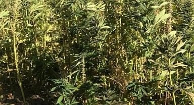 Zehir tacirlerine darbe:1 milyondan fazla ele geçirildi