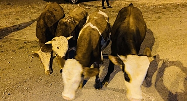 18 kilometrelik arazide arama yaptılar