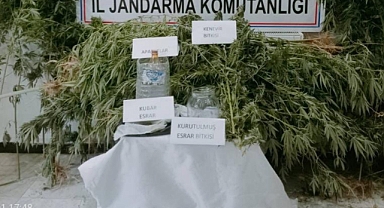 186 kök kenevir ele geçirildi!