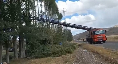 200 ağacı kestiler