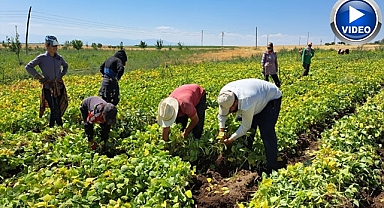 24 bin 250 dönümlük alanda söküm başladı