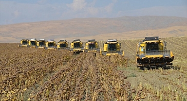 24 bin dekar alanda ayçiçeği hasadı!