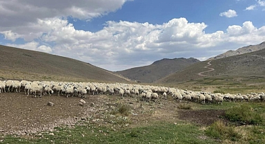 25 bin TL maaşla çalışacak çoban bulunamıyor!