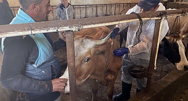 330 bin büyükbaş şapa karşı aşılanıyor