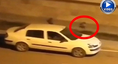 Aç kalan tilkiler yiyecek bulmak için şehre indi