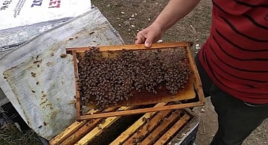 Arıcılara 3 bin adet kovan hibe edilecek