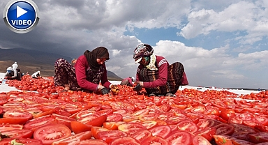 Avrupa’ya kurutmalık domates