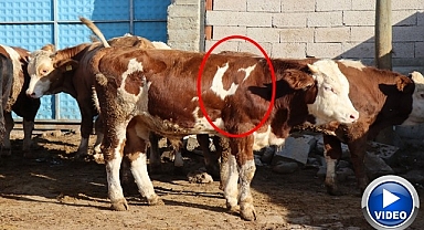 Ay-yıldızlı Çınar Tosun sahibinin gözdesi