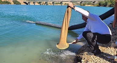 Bir buçuk milyon sazan gölete bırakıldı