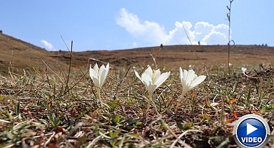 Bu çiçekler yaylalardan 'vargit' diyor