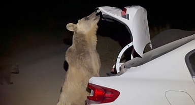 Bu kez de bagajdan yiyecek çaldılar