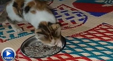 Çekirdek yiyen kedi izleyenleri şaşırttı