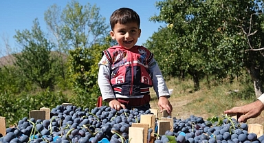 Cimin Üzümü hastalıklara şifa