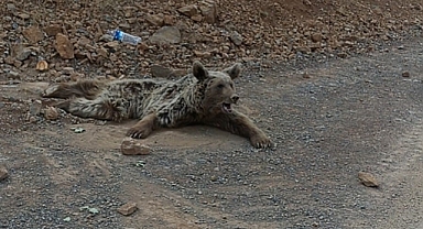 Dağdan düştü! Durumu yürekleri yaktı   
