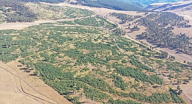 Doğunun ormanları gençleştiriliyor